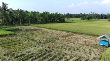 Pirinç bitkileri eski ve sarı, hasat edilmeye hazır.