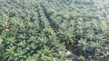 Gündüzleri zeytinyağı