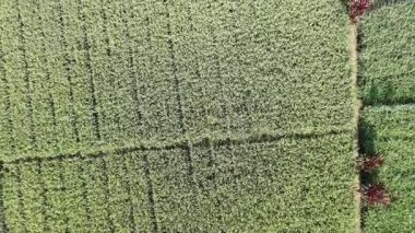 Pirinç bitkileri eski ve sarı, hasat edilmeye hazır.