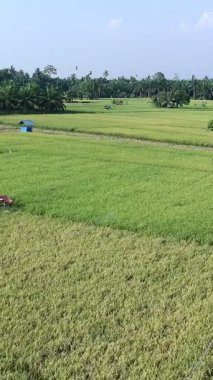 Pirinç bitkileri eski ve sarı, hasat edilmeye hazır.