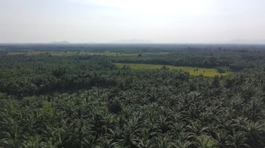 Pirinç bitkileri eski ve sarı, hasat edilmeye hazır.