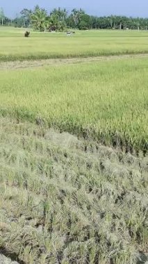 Pirinç bitkileri eski ve sarı, hasat edilmeye hazır.