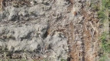 Pirinç bitkileri eski ve sarı, hasat edilmeye hazır.