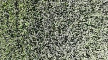 Pirinç bitkileri eski ve sarı, hasat edilmeye hazır.