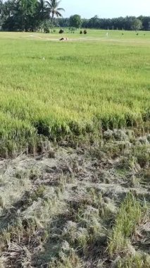 Pirinç bitkileri eski ve sarı, hasat edilmeye hazır.