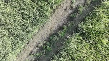 Gündüzleri zeytinyağı