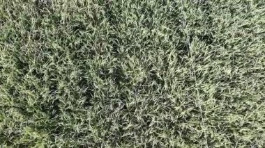 Pirinç bitkileri eski ve sarı, hasat edilmeye hazır.