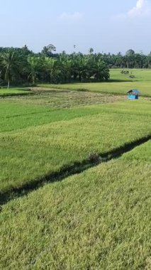 Pirinç bitkileri eski ve sarı, hasat edilmeye hazır.