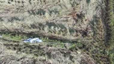 Pirinç bitkileri eski ve sarı, hasat edilmeye hazır.