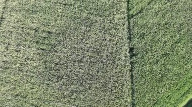 Pirinç bitkileri eski ve sarı, hasat edilmeye hazır.