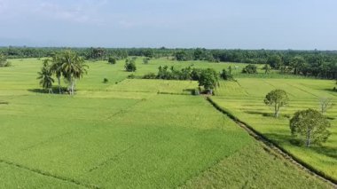 Pirinç bitkileri eski ve sarı, hasat edilmeye hazır.
