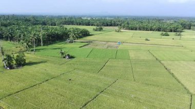 Pirinç bitkileri eski ve sarı, hasat edilmeye hazır.