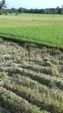 Pirinç bitkileri eski ve sarı, hasat edilmeye hazır.