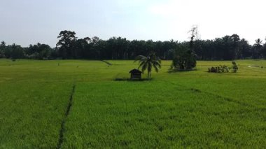 Pirinç bitkileri eski ve sarı, hasat edilmeye hazır.