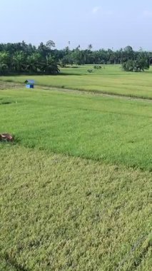 Pirinç bitkileri eski ve sarı, hasat edilmeye hazır.