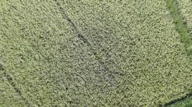 Pirinç bitkileri eski ve sarı, hasat edilmeye hazır.