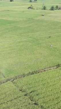 Pirinç bitkileri eski ve sarı, hasat edilmeye hazır.