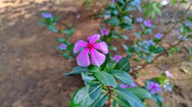 Gül menekşesi, Catharanthus gülü, yaygın olarak parlak göz olarak bilinir, Pelerin menekşe, mezarlık bitkisi, Madagaskar menekşesi, yaşlı kız kurusu, pembe menekşe rengi manzara..