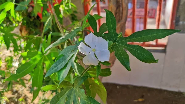 Madagascar Periwinkle Catharanthus Roseus Rose Periwinkle — Foto de Stock