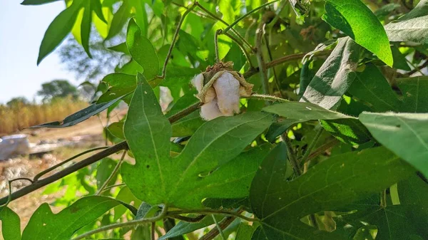 Flor Blanca Peonía Floración Sobre Fondo Peonías Blancas Flores — Foto de Stock