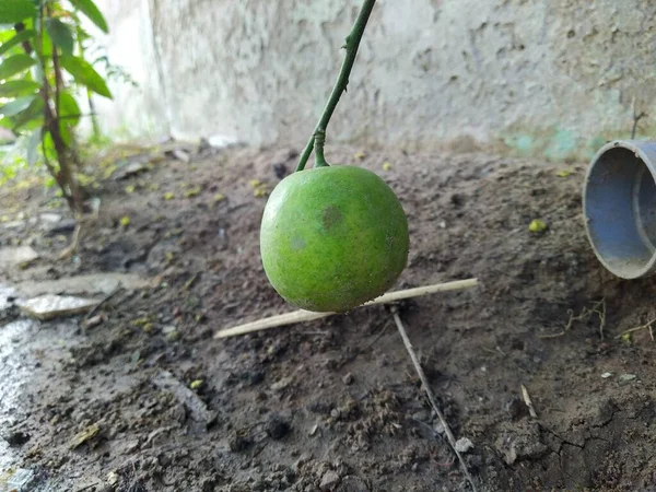 Colgando Naranjas Verdes Frescas Árbol Limón Naranja Verde Colgando Las — Foto de Stock