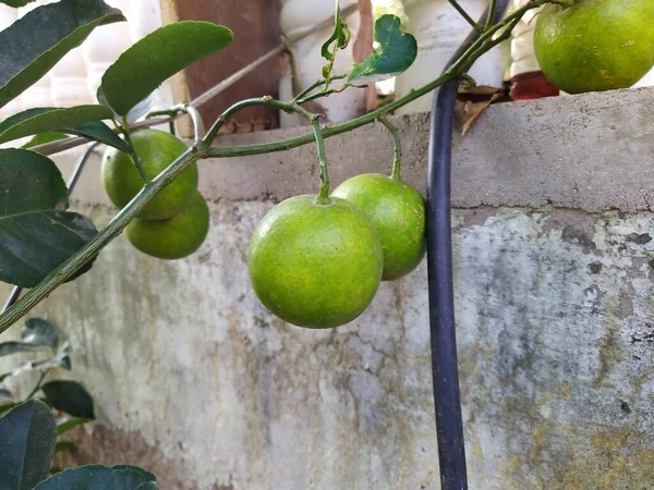 Appendere Arance Verdi Fresche Sull Albero Limone Verde Arancio Appeso — Foto Stock