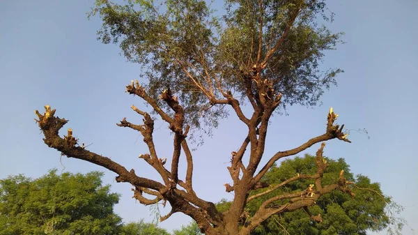 Одно Хеджари Prosopis Cineraria Дерево Пустыне Тар Большая Индийская Пустыня — стоковое фото