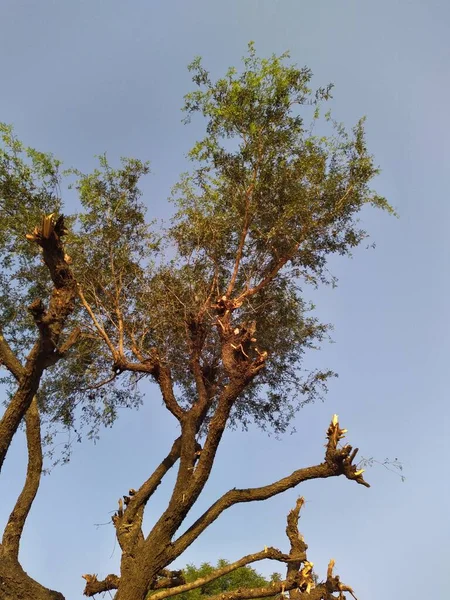 Bulutlu Mavi Gökyüzünün Altında Bir Khejari Prosopis Cineraria Ağacı Thar — Stok fotoğraf