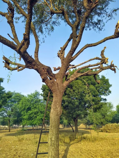 Bulutlu Mavi Gökyüzünün Altında Bir Khejari Prosopis Cineraria Ağacı Thar — Stok fotoğraf