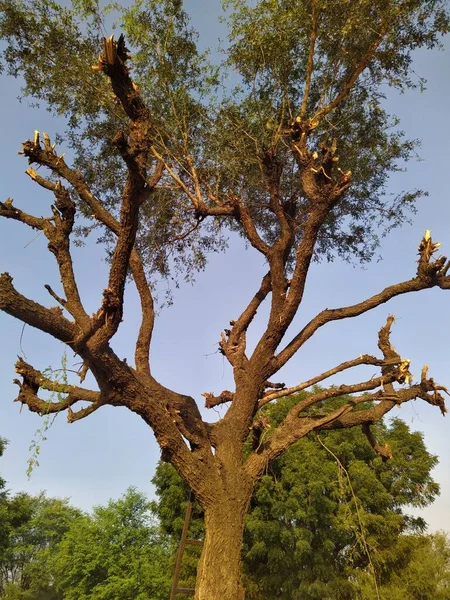 Bulutlu Mavi Gökyüzünün Altında Bir Khejari Prosopis Cineraria Ağacı Thar — Stok fotoğraf