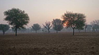 Ağaçların arkasında gün doğumu. Yuvarlak güneş bir Khejari ağaç siluetinin arkasından yükseliyor. Gündoğumunda turuncu gökyüzü.