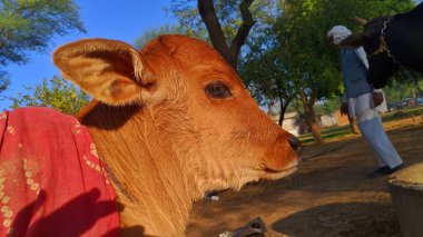 Kahverengi inek yavrusunun şirin yüzü. Kış mevsiminde cılız bacaklarıyla New Jersey doğumlu buzağı.