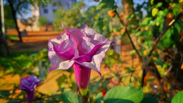 Спираль Datura Бледно Фиолетовый Цветочный Бутон Размытым Фоном — стоковое фото