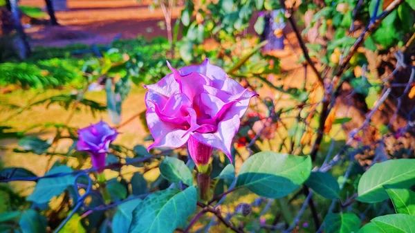 Datura Spiral Pale Purple Flower Bud Blurred Background — Stock Photo, Image