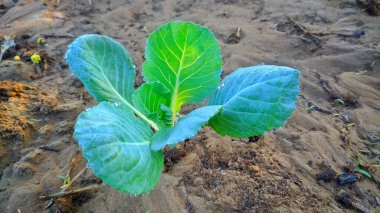Yeşil lahana bitkilerinin manzarası. Vejetaryen gıda kavramı. Taze yeşil lahana olgunlaşan kafalar sebze çiftliğinde büyüyor..