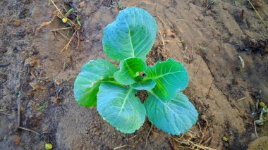 Yeni büyüyen lahana tarlasının manzara manzarası.