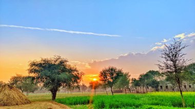 Çekici yeşil tarlasıyla güzel altın gün doğumu ışınları manzarası. Doğa konsepti.
