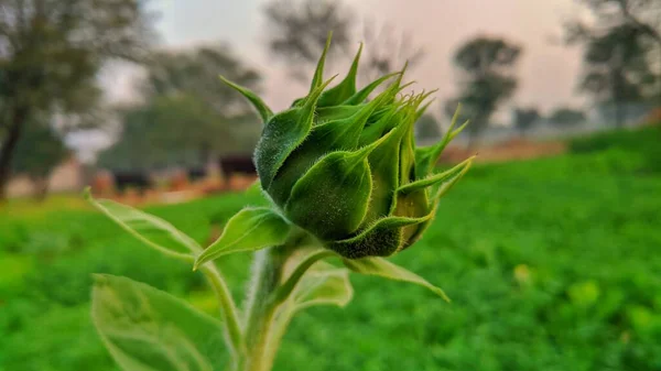 Primo Piano Della Fioritura Singolo Fiore Elianto Annus Insieme Nel — Foto Stock