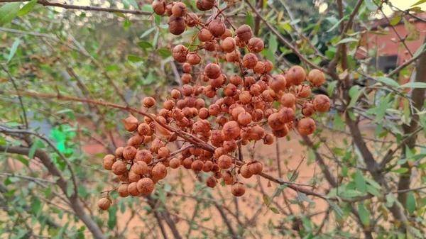 Beautiful View Medicinal Plant Budding Mehandi Alcana Cypress Shrub Plant — стоковое фото