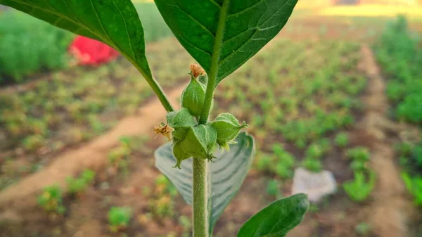 Withania somnifera 'nın çiçek açan bitkisi, halk arasında Ashwagandha olarak bilinir, Hint ginsengi, zehirli Bektaşi üzümü.