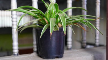 Şatafatlı yeni tomurcuklanan yeşil yapraklar ev dekorasyonu için siyah bir saksıya kapanıyor. Yeşil yapraklar sarkan saksıyı oluşturuyor. Doğa konsepti.