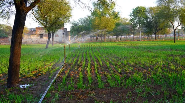 New Technology Based Automatic Sprinkler Watering Agriculture Field Modern Irrigation — Stock Photo, Image