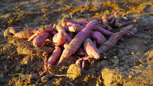 Pile of red purple Sweet potato or Ipomoea batatas fruit isolated on ground in the morning time. dicotyledonous plant that belongs to the bindweed or morning glory family, Convolvulaceae.
