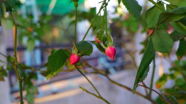 Çekici pembe gül tomurcukları ya da Rosa 'nın yeşil yeni doğan yapraklarla kapanması. Çekici yeni başlangıç çiçekleri gençlik çağında.