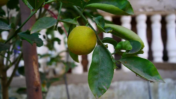 Дозрілий Жовтий Лимон Або Цитрусові Плоди Звисають Дереві Прекрасний Органічний — стокове фото