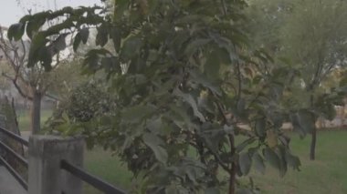 Psidium Guajava ya da Guava meyvelerinin çekici yeşilimsi yapraklarla asıldığı görüntüler. Yeşil Guava muhteşem yapraklarla.