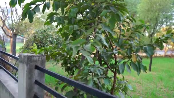 Psidium Guajava Guava Meyvelerinin Çekici Yeşilimsi Yapraklarla Asıldığı Görüntüler Yeşil — Stok video