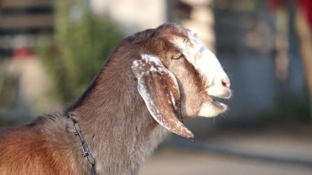 Especies Rumiantes Cabra Capra Una Granja Hermosa Vista Cabra Agitando — Vídeos de Stock