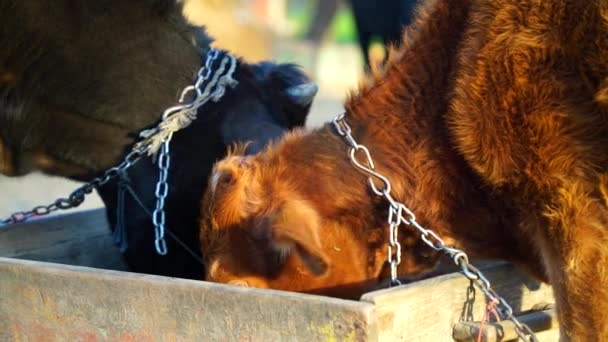 Konzept Für Landwirtschaft Und Tierhaltung Kleine Jersey Kuh Frisst Futter — Stockvideo