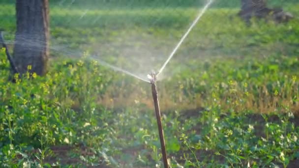 Strumień Wody Fontanny Intrygujący Widok Sprinkler Podlewanie Zielonej Trawie Godzinach — Wideo stockowe